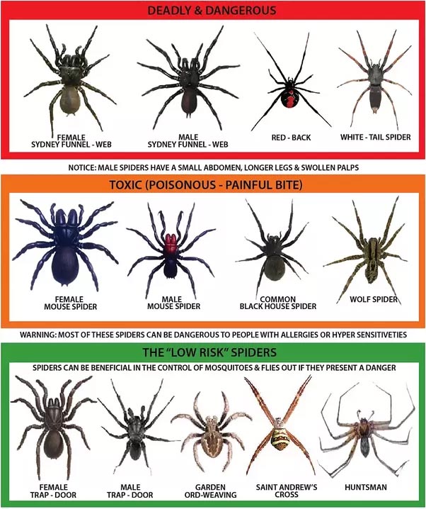 7 types of Poisonous Spiders - Hawx Pest Control